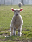 FZ012237 Lamb in field.jpg